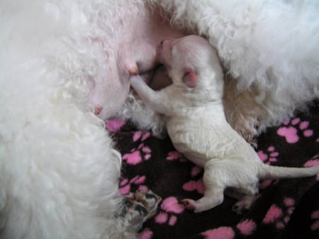 ...a nechává mi pocucat ze všech 9 cecíků.